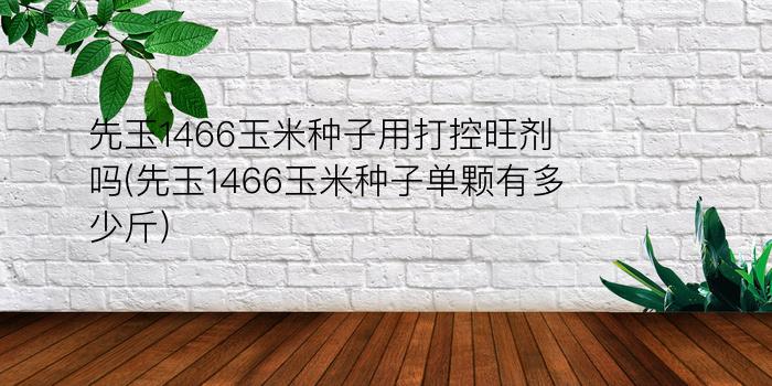 先玉1466玉米种子用打控旺剂吗(先玉1466玉米种子单颗有多少斤)