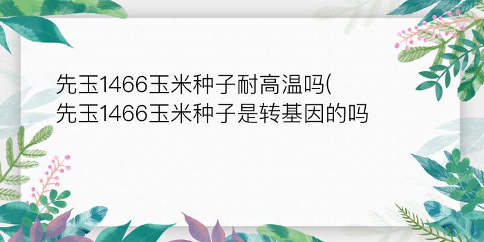 先玉1466玉米种子耐高温吗(先玉1466玉米种子是转基因的吗)