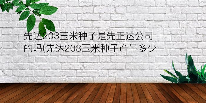 先达203玉米种子是先正达公司的吗(先达203玉米种子产量多少)