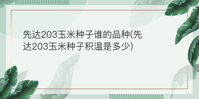 先达203玉米种子谁的品种(先达203玉米种子积温是多少)