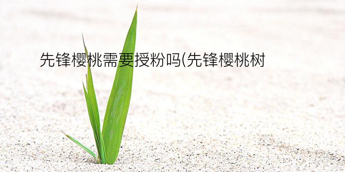 先锋樱桃需要授粉吗(先锋樱桃树)