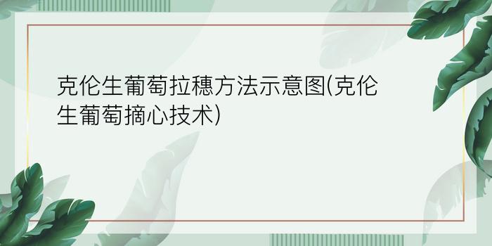 克伦生葡萄拉穗方法示意图(克伦生葡萄摘心技术)