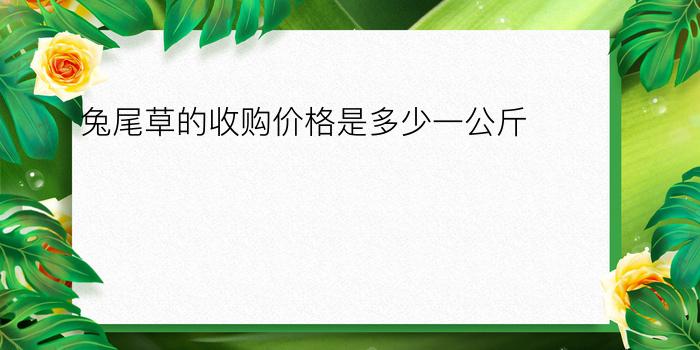 兔尾草的收购价格是多少一公斤