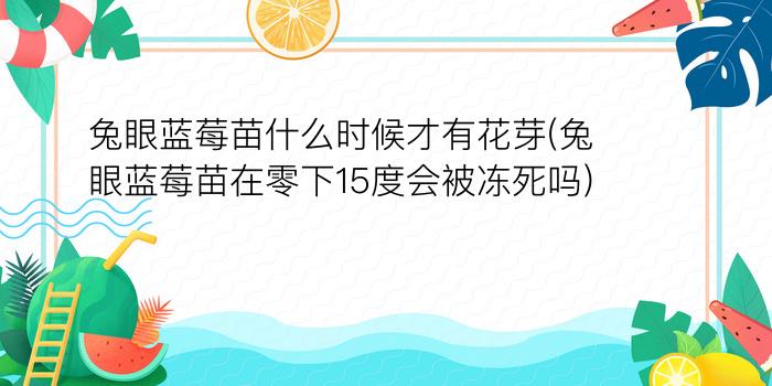 兔眼蓝莓苗什么时候才有花芽(兔眼蓝莓苗在零下15度会被冻死吗)