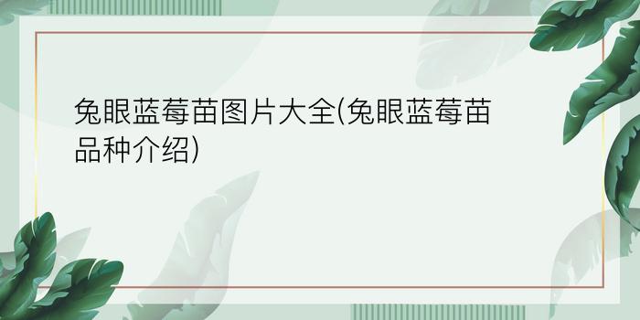 兔眼蓝莓苗图片大全(兔眼蓝莓苗品种介绍)