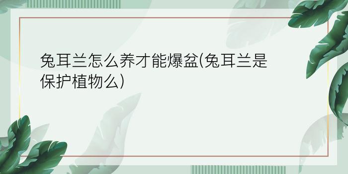 兔耳兰怎么养才能爆盆(兔耳兰是保护植物么)