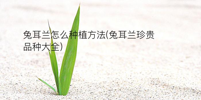 兔耳兰怎么种植方法(兔耳兰珍贵品种大全)