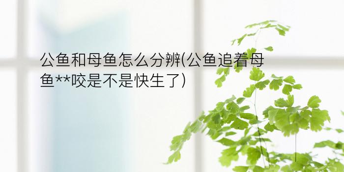 公鱼和母鱼怎么分辨(公鱼追着母鱼**咬是不是快生了)