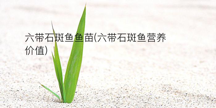 六带石斑鱼鱼苗(六带石斑鱼营养价值)