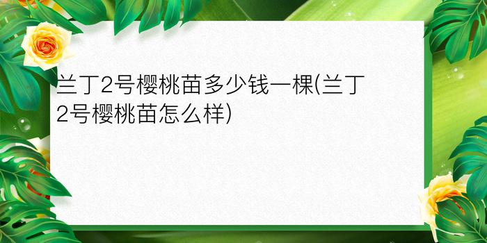 兰丁2号樱桃苗多少钱一棵(兰丁2号樱桃苗怎么样)