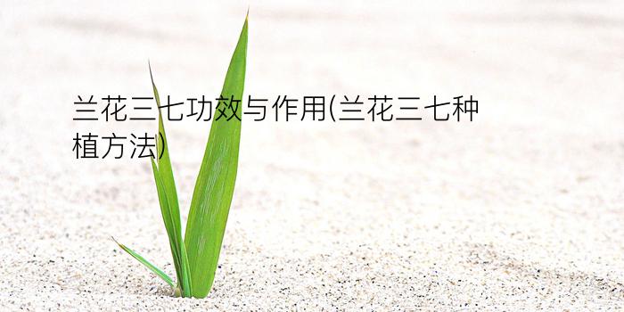 兰花三七功效与作用(兰花三七种植方法)