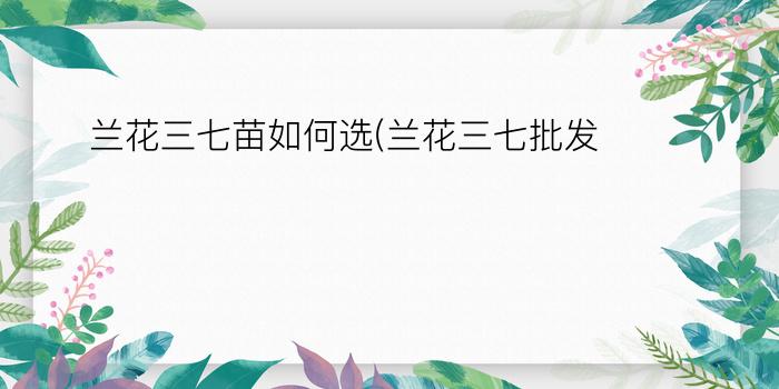 兰花三七苗如何选(兰花三七批发)