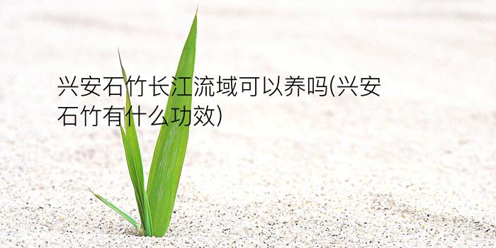 兴安石竹长江流域可以养吗(兴安石竹有什么功效)