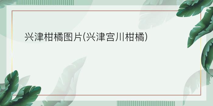 兴津柑橘图片(兴津宫川柑橘)