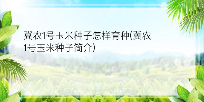 冀农1号玉米种子怎样育种(冀农1号玉米种子简介)