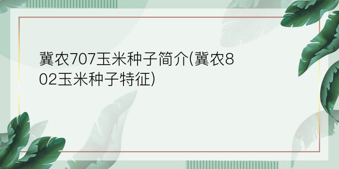 冀农707玉米种子简介(冀农802玉米种子特征)