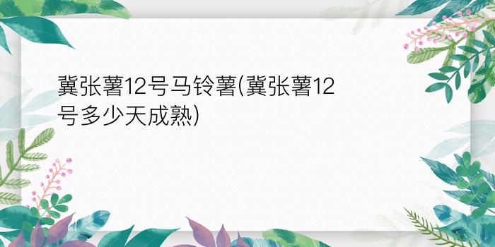 冀张薯12号马铃薯(冀张薯12号多少天成熟)