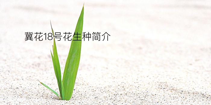 冀花18号花生种简介