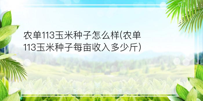 农单113玉米种子怎么样(农单113玉米种子每亩收入多少斤)