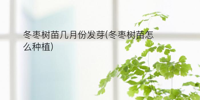 冬枣树苗几月份发芽(冬枣树苗怎么种植)