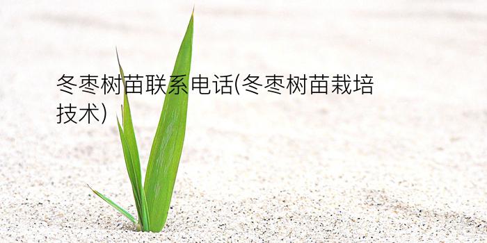 冬枣树苗联系电话(冬枣树苗栽培技术)