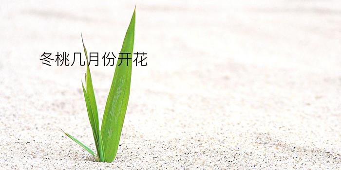 冬桃几月份开花