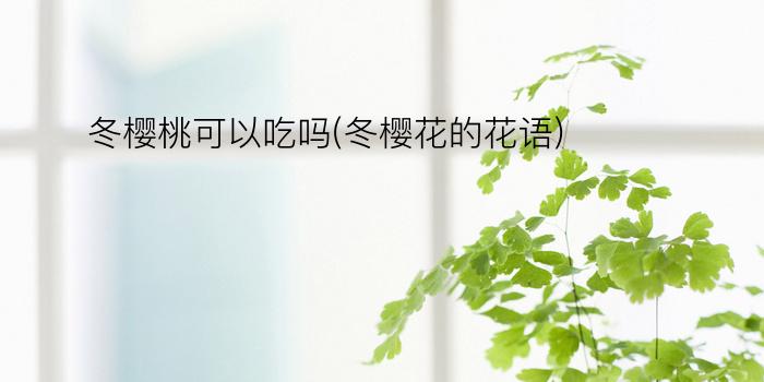 冬樱桃可以吃吗(冬樱花的花语)