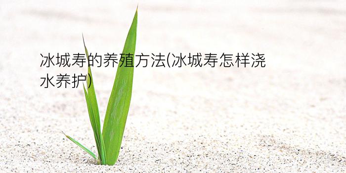 冰城寿的养殖方法(冰城寿怎样浇水养护)