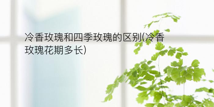 冷香玫瑰和四季玫瑰的区别(冷香玫瑰花期多长)