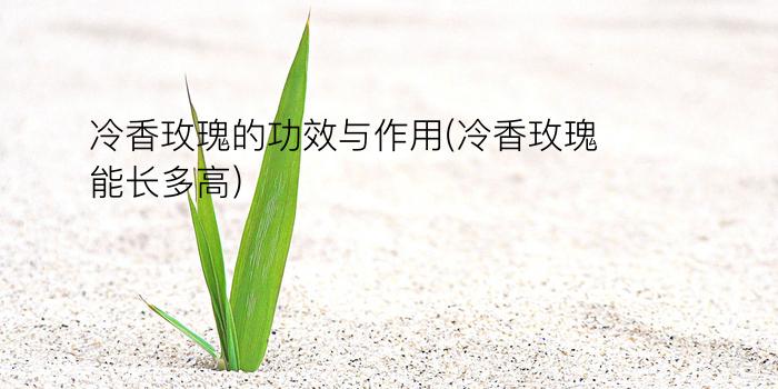 冷香玫瑰的功效与作用(冷香玫瑰能长多高)