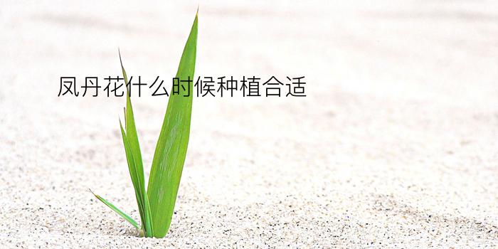 凤丹花什么时候种植合适