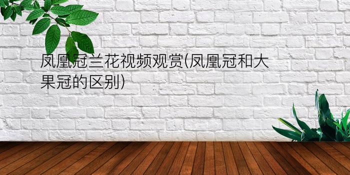 凤凰冠兰花视频观赏(凤凰冠和大果冠的区别)