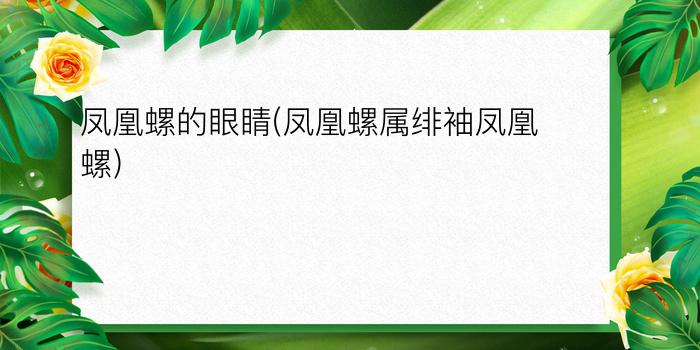 凤凰螺的眼睛(凤凰螺属绯袖凤凰螺)