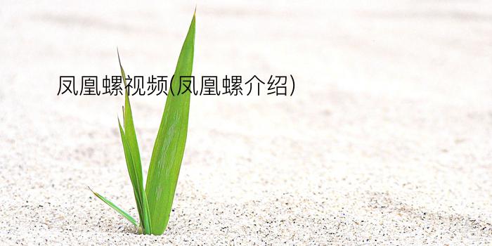 凤凰螺视频(凤凰螺介绍)