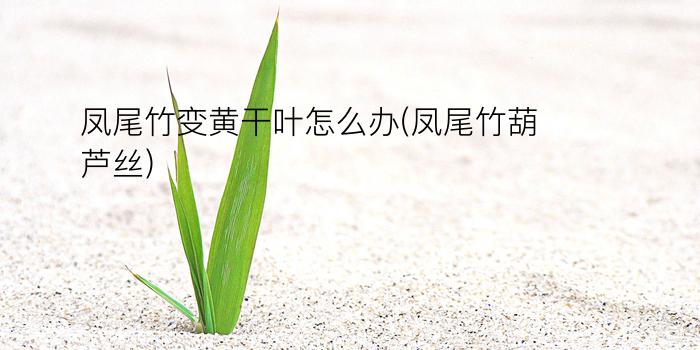 凤尾竹变黄干叶怎么办(凤尾竹葫芦丝)