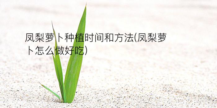 凤梨萝卜种植时间和方法(凤梨萝卜怎么做好吃)