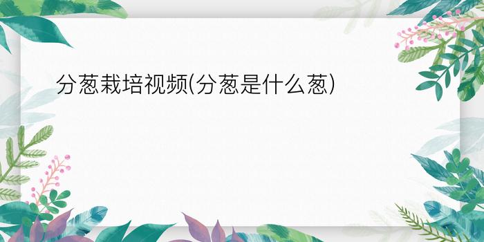 分葱栽培视频(分葱是什么葱)