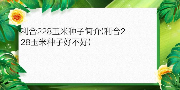 利合228玉米种子简介(利合228玉米种子好不好)