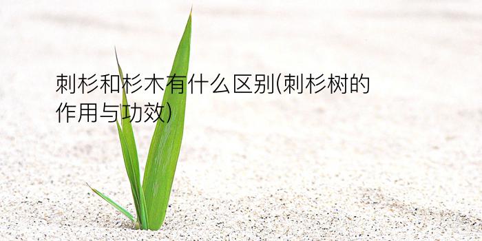 刺杉和杉木有什么区别(刺杉树的作用与功效)