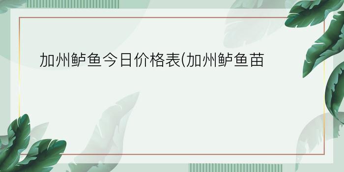 加州鲈鱼今日价格表(加州鲈鱼苗)