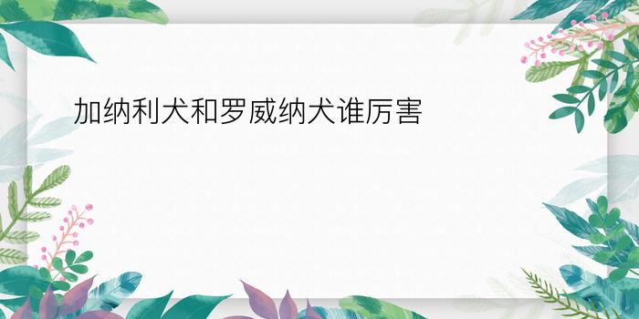 加纳利犬和罗威纳犬谁厉害