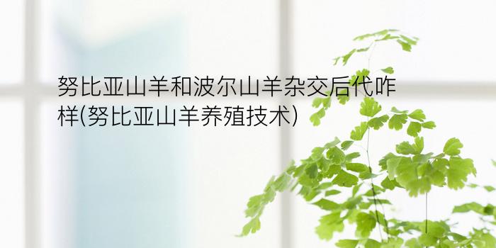 努比亚山羊和波尔山羊杂交后代咋样(努比亚山羊养殖技术)