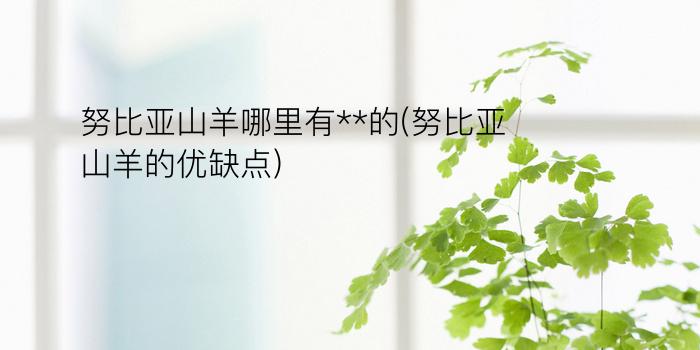 努比亚山羊哪里有**的(努比亚山羊的优缺点)