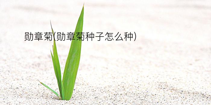 勋章菊(勋章菊种子怎么种)