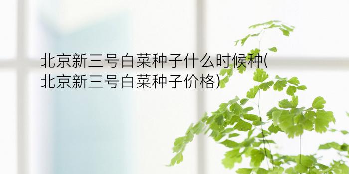 北京新三号白菜种子什么时候种(北京新三号白菜种子价格)