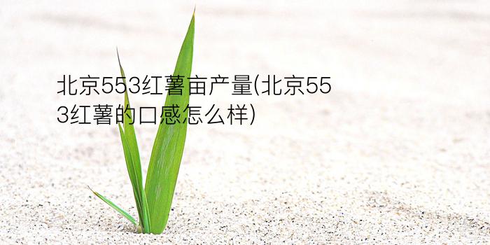 北京553红薯亩产量(北京553红薯的口感怎么样)