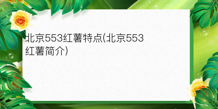 北京553红薯特点(北京553红薯简介)