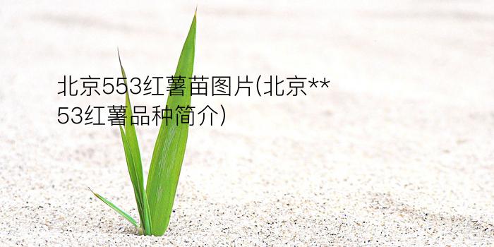 北京553红薯苗图片(北京**53红薯品种简介)