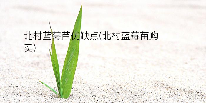 北村蓝莓苗优缺点(北村蓝莓苗购买)