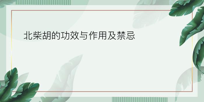 北柴胡的功效与作用及禁忌